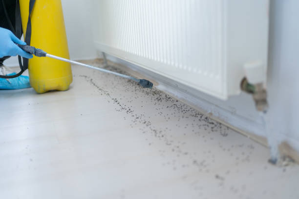 Best Flea Control Services  in Warrenton, OR